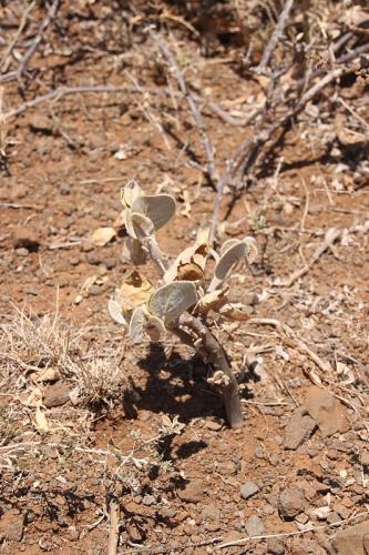 Ipomoea-sp-Marsabit-Gof-Choba-Kenya-2014-Christian-IMG 2249