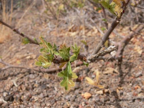 Jatropha-aff-parviflora-Marsabit-severne-GPS174-Kenya-2012 PV0848