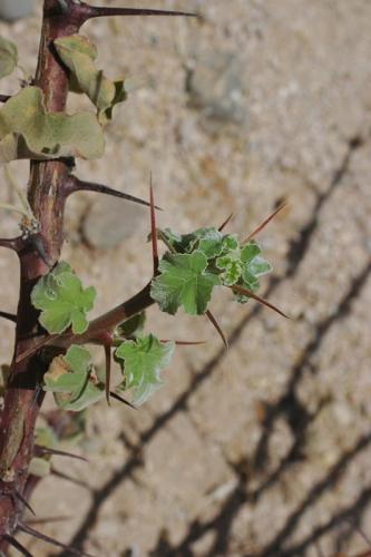 Jatropha-dichtar-Laisamis-jizne-Kenya-2012-Rainer-DSC 1223