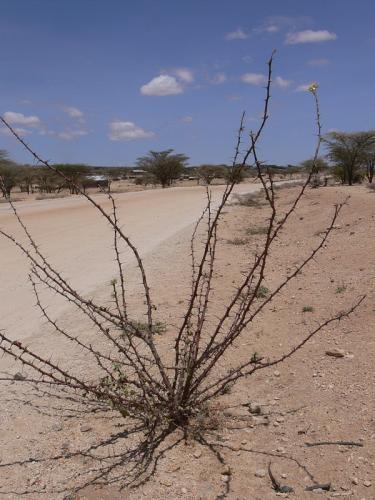 Jatropha-dichtar-Laisamis-jizne-Kenya-2012 PV1223