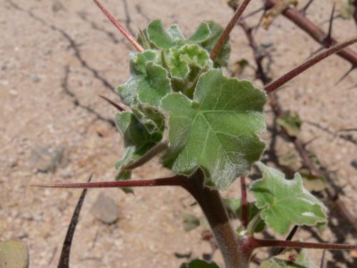 Jatropha-dichtar-Laisamis-jizne-Kenya-2012 PV1228