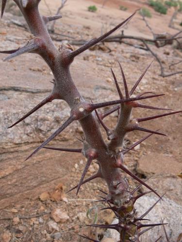 Jatropha-dichtar-Merille-Kenya-2012 PV1236