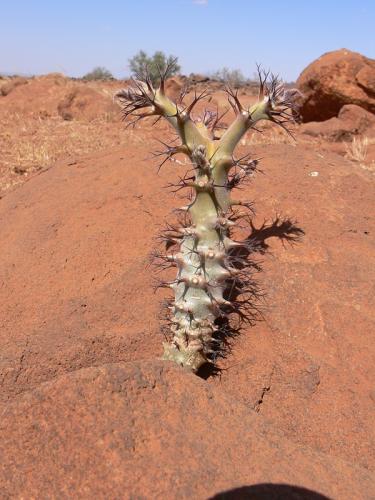 Jatropha-fissispina-Logologo-GPS169-Kenya-2012 PV0498