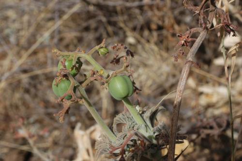 Jatropha-fissispina-Marsabit-Gof-Choba-GPS170-Kenya-2012-Rainer-DSC 1157