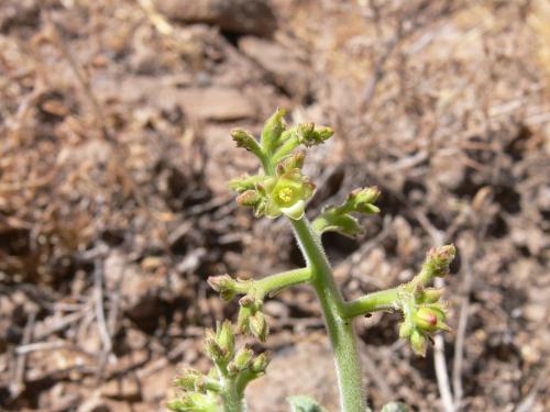 Jatropha-fissispina-Marsabit-Gof-Choba-GPS170-Kenya-2012 PV0708