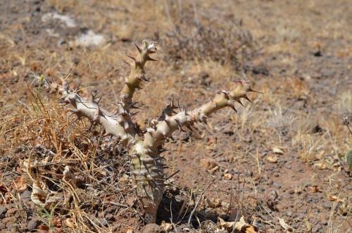 Jatropha-fissispina-Marsabit-Gof-Choba-GPS170-Kenya-2014 0643