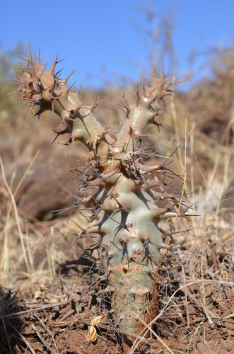 Jatropha-fissispina-Marsabit-severene-Kenya-2014 0532