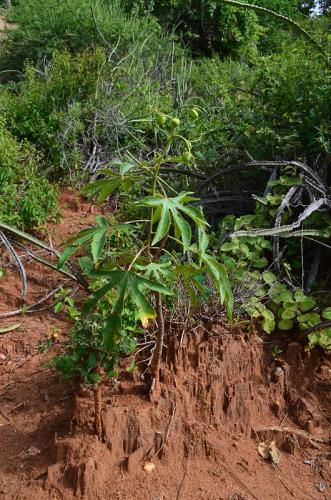 Jatropha-hildebrandtii-Ghazi-Kenya-2014 0065