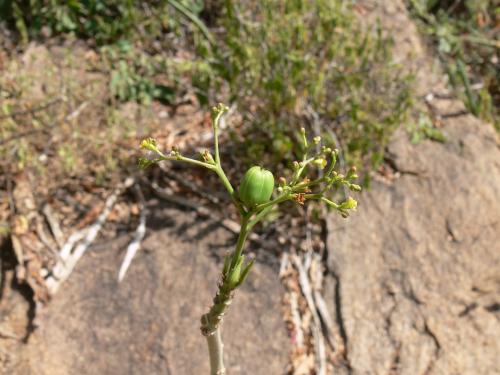 Jatropha-hildebrandtii-PV2480-Ghazi-GPS163-Kenya-2012 PV0128