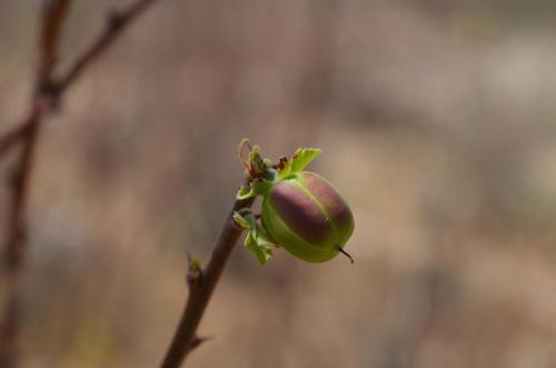 Jatropha-parviflora-Archers-Post-Kenya-2014 0357