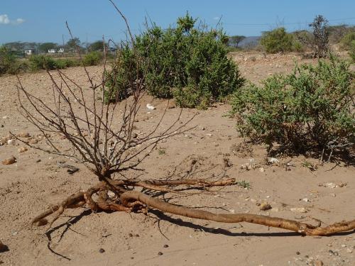 Jatropha-parvifolia-PV2520-Archers-Post-GPS181-Kenya-2012-Kazungu-P1000747