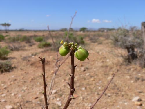 Jatropha-parvifolia-PV2520-Archers-Post-GPS181-Kenya-2012 PV1311