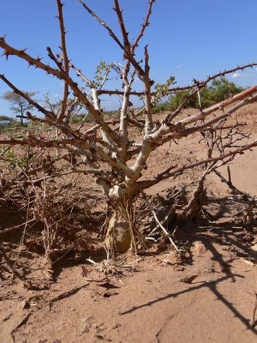 Jatropha-parvifolia-PV2520-Archers-Post-GPS181-Kenya-2012 PV1318