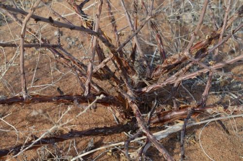 Jatropha-pelargonifolia-Marsabit-28km-SZ-GPS178-v-2012-Kenya-2014 0711