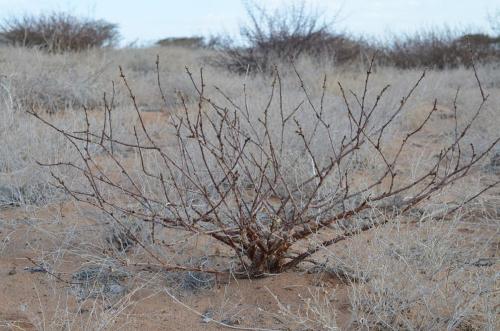 Jatropha-pelargonifolia-Marsabit-28km-SZ-GPS178-v-2012-Kenya-2014 0717