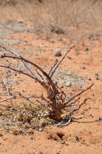 Jatropha-pelargonifolia-Marsabit-28km-SZ-GPS178-v-2012-Kenya-2014 1368