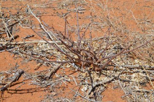 Jatropha-pelargonifolia-Marsabit-28km-SZ-GPS178-v-2012-Kenya-2014 1373