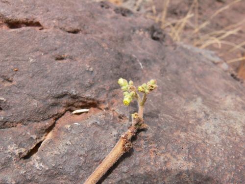 Jatropha-pelargonifolia-PV2513-Marsabit-SZ-GPS178-Kenya-2012 PV1083