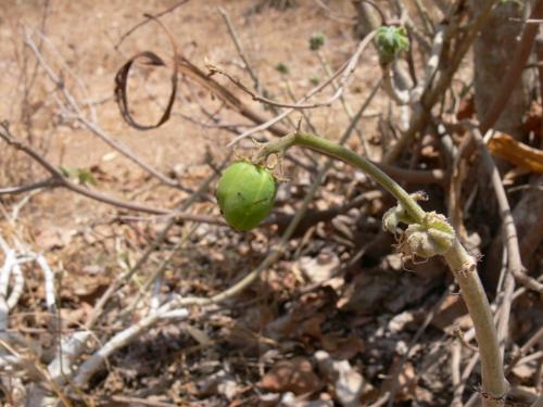 Jatropha-spicata-Langobaya-nedaleko-GPS188-Kenya-2012 PV1841