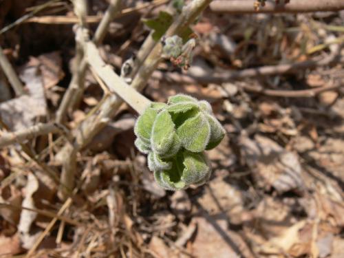 Jatropha-spicata-Langobaya-nedaleko-GPS188-Kenya-2012 PV1847