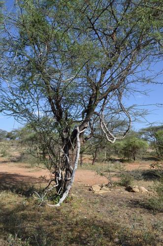 Kedrostis-leloja-Archers-Post-severne-GPS166-Kenya-2014 0399