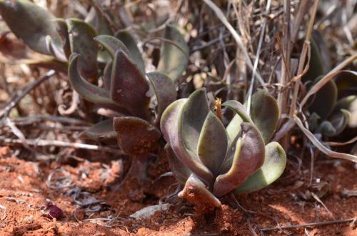 Kleinia-sp-Maktau-GPS185-Kenya-2014 1816