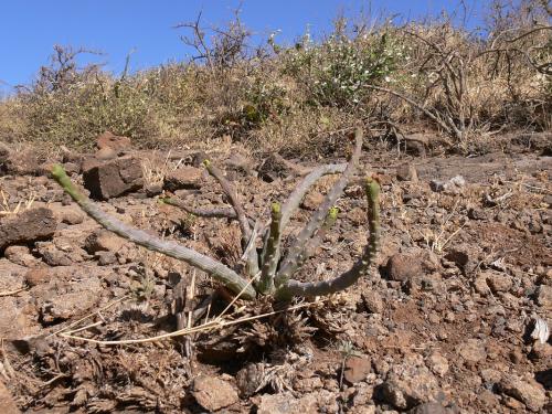 Monadenium-ellenbeckii-Marsabit-Gof-Choba-GPS170-Kenya-2012 PV0541