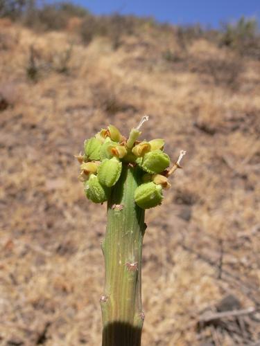 Monadenium-ellenbeckii-Marsabit-Gof-Choba-GPS170-Kenya-2012 PV0628