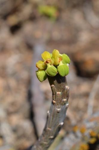 Monadenium-ellenbeckii-Marsabit-Gof-Choba-GPS170-Kenya-2014 0600