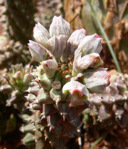 Monadenium-guentheri-Maktau-GPS184-Kenya-2012 PV1544vyrez