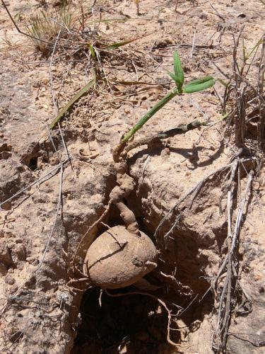 Monadenium-montanum-Kiritiri-GPS167-Kenya-2012 PV0418