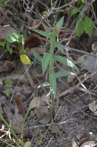 Monadenium-montanum-Kiritiri-GPS167-z-2012-Kenya-2014 0257