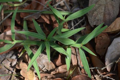 Monadenium-montanum-Kiritiri-GPS167-z-2012-Kenya-2014 0264