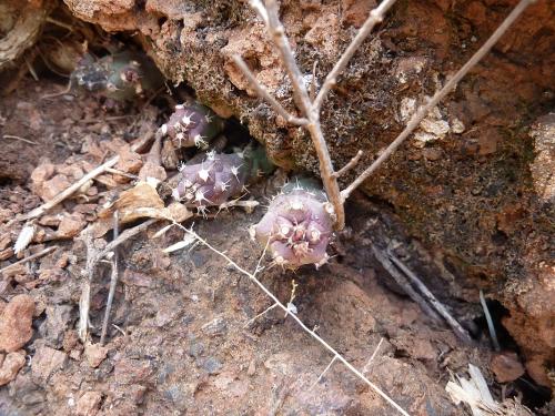 Monadenium-ritchii-v-marsabitense-Marsabit-severne-Gof-Choba-GPS171-Kenya-2012-Kazungu-P1000625