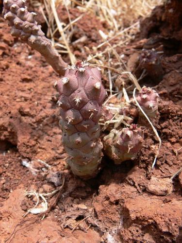 Monadenium-ritchii-v-marsabitense-Marsabit-severne-Gof-Choba-GPS171-Kenya-2012 PV0723