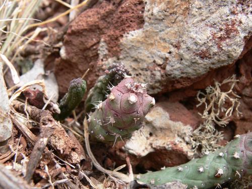 Monadenium-ritchii-v-marsabitense-Marsabit-severne-Gof-Choba-GPS171-Kenya-2012 PV0727