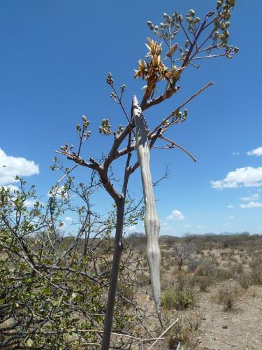 Moringa-aff-arborea-Archers-Post-to-Wamba-Kenya-2012-Kazungu-P1000749