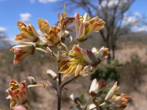 Moringa-aff-arborea-Archers-Post-to-Wamba-Kenya-2012 PV1345