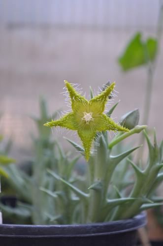 Orbea-dumeri-Laisamis