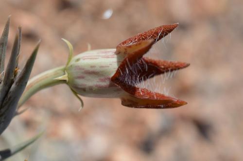 Orbea-tubiformis-Archers-Post-Kenya-2014 1404