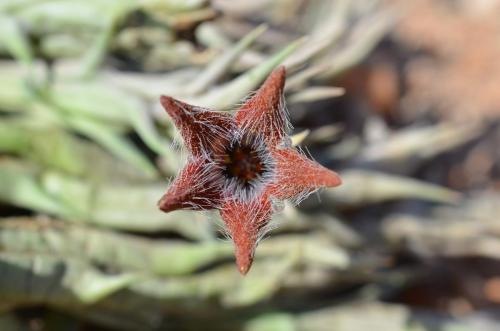 Orbea-tubiformis-Archers-Post-Kenya-2014 1412