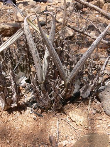 Orbea-tubiformis-PV2517-Laisamis-Kenya-2012 PV1210