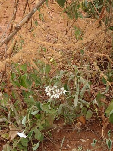 Pelargonium-whitei-PV2672-Kibuezi-to-Kitui-Kenya-2014-Christian-DSC00266