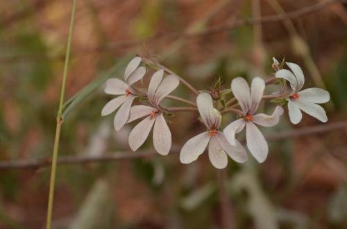 Pelargonium-whitey-PV2672-Kibuezi-to-Kitui-Kenya-2014 0233