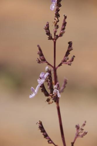 Plectranthus-Kasigau-GPS183-Kenya-2014-Christian-IMG 4079