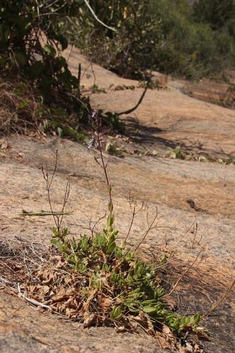 Plectranthus-Kasigau-GPS183-Kenya-2014-Christian-IMG 4082