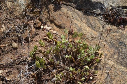 Plectranthus-Kasigau-GPS183-Kenya-2014 1703