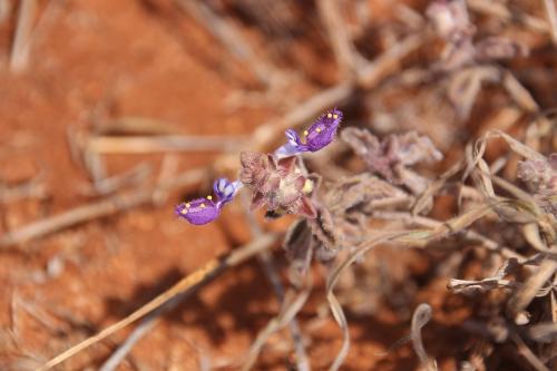 Plectranthus-Maktau-GPS185-Kenya-2014-Christian-IMG 4267