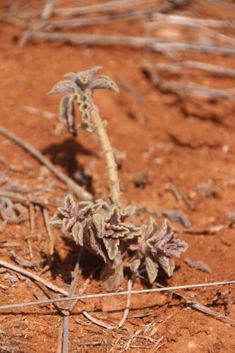 Plectranthus-Maktau-GPS185-Kenya-2014-Christian-IMG 4273