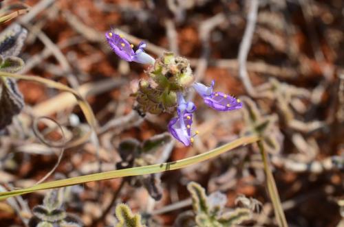 Plectranthus-Maktau-GPS185-Kenya-2014 1820